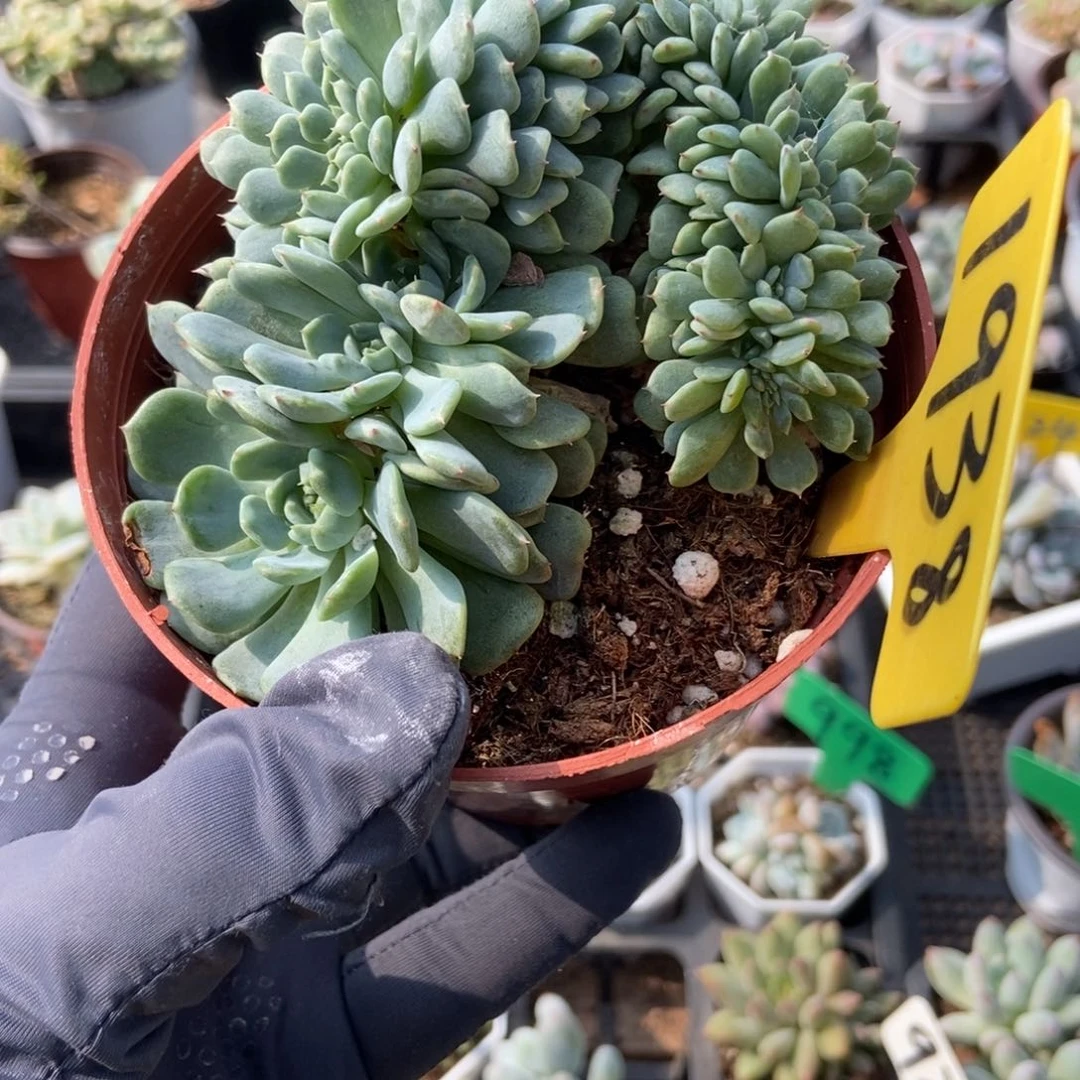 1938白胖子缀多肉植物