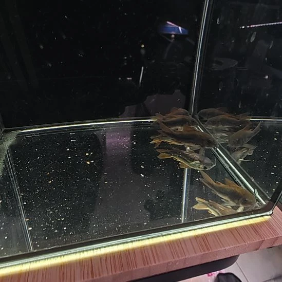 孔雀鱼委内瑞拉黑鼠四只3.5到四厘米，14号包邮