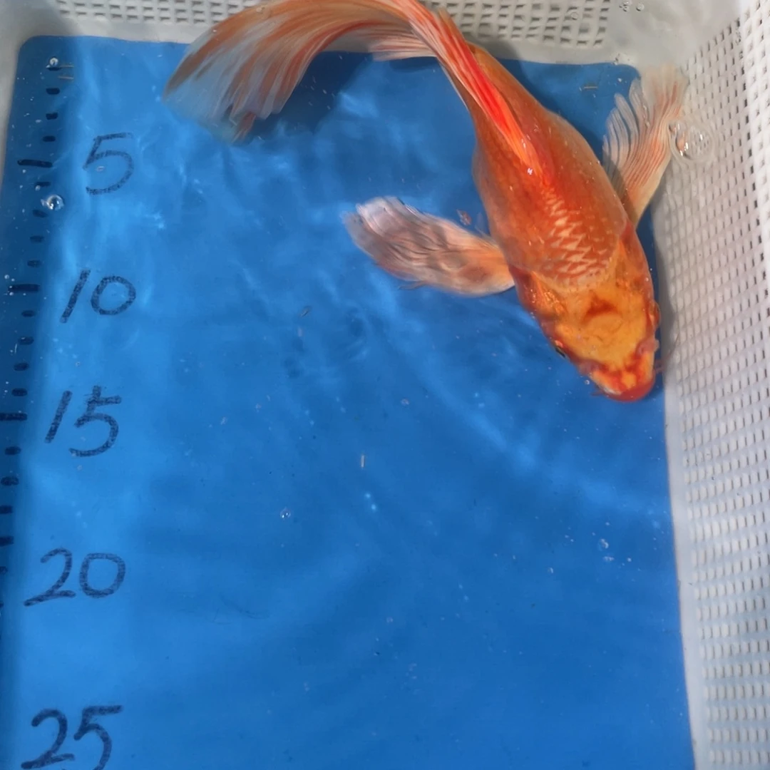 锦鲤锦鲤包邮包售后