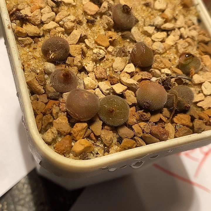 27329。  D毛球一颗。