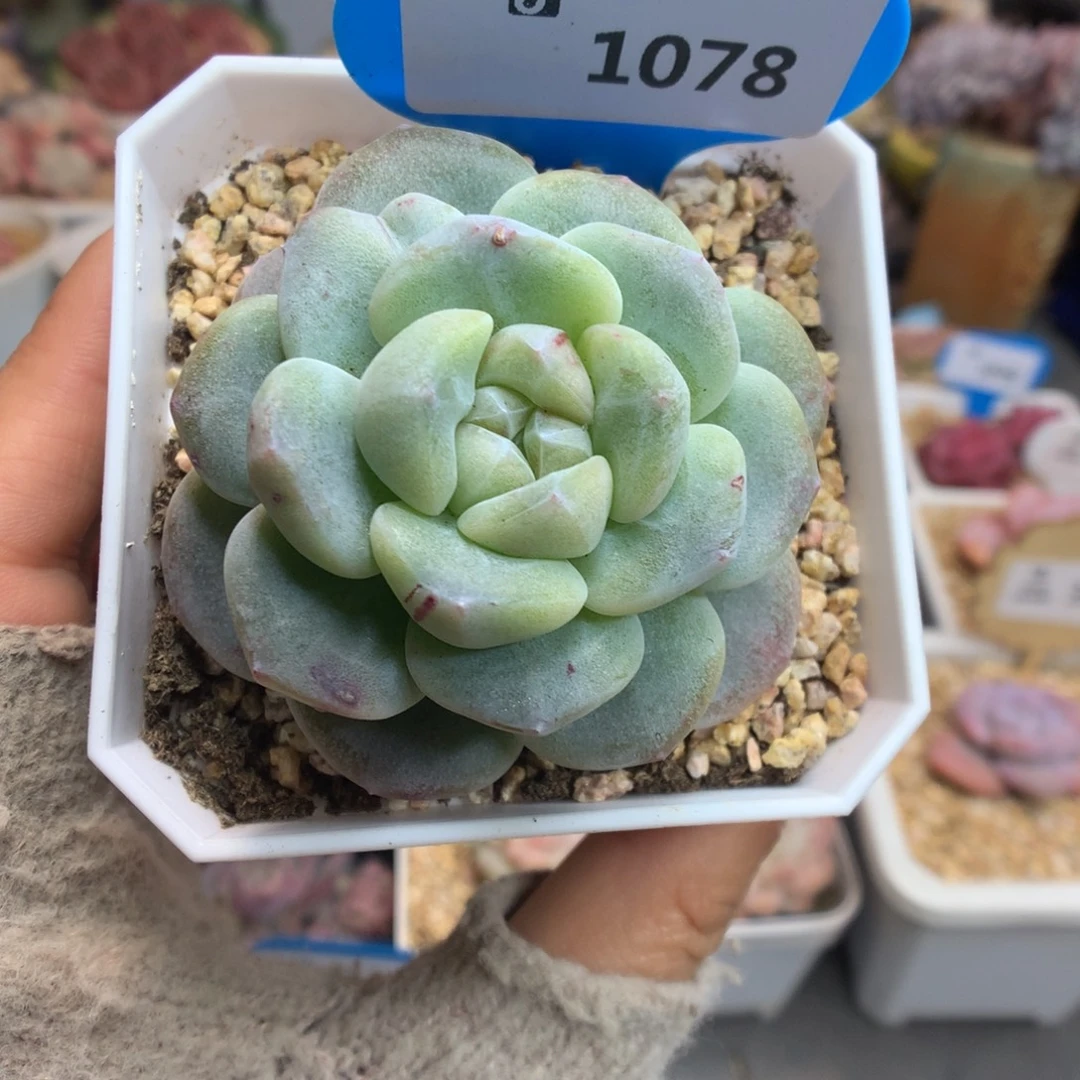 1078冰玉石化多肉植物