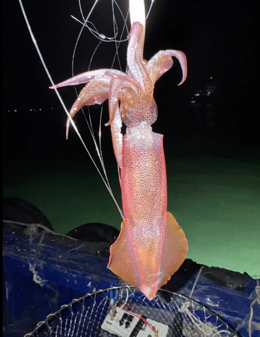 北部湾本港海钓鱿鱼