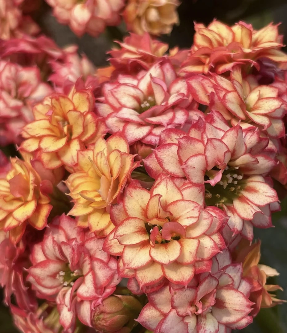 【彩霞】110盆长寿 稀有大花品种 基地直发