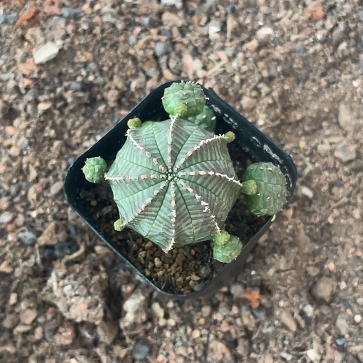 实生根布纹球仙人球