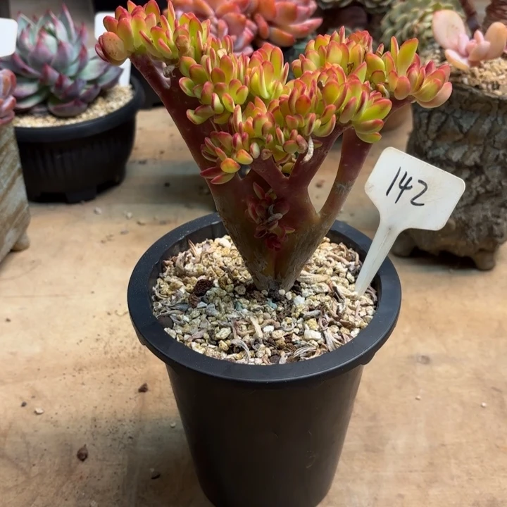 多肉植物，宝珠缀142号