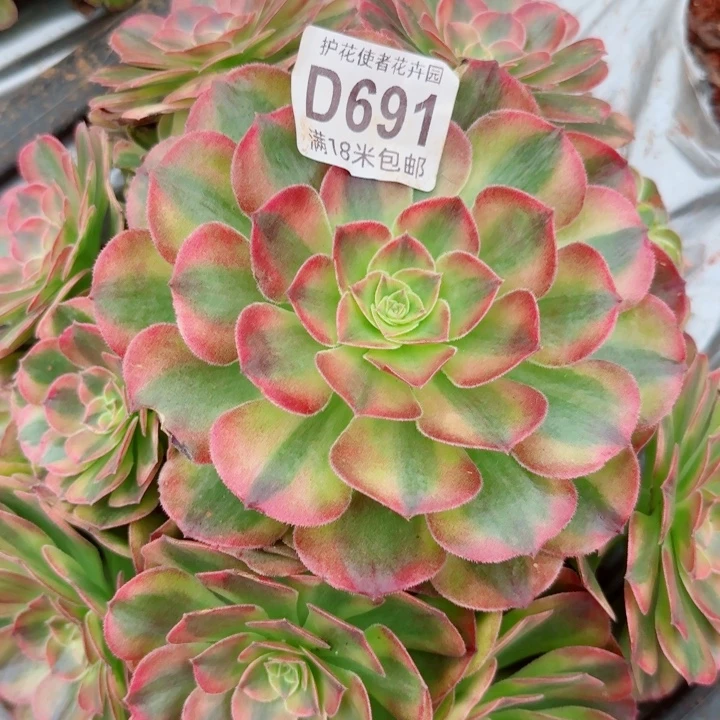 多肉法师五个多多