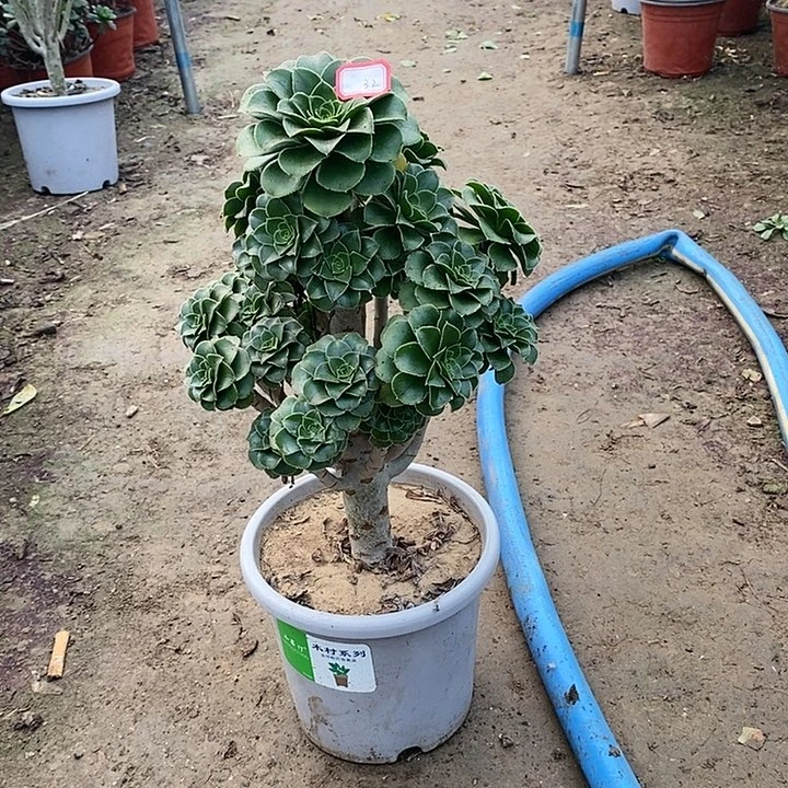 32，绿法师145789900000