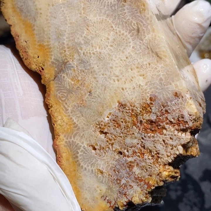 【闪购商品】未镶嵌珊瑚玉硅化玉