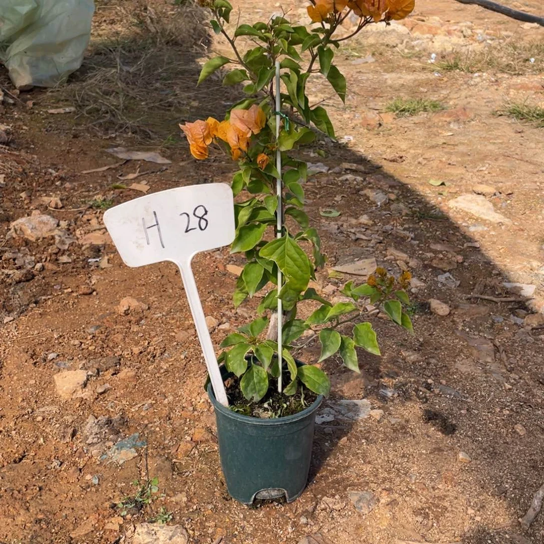 全部花朵金探戈H28