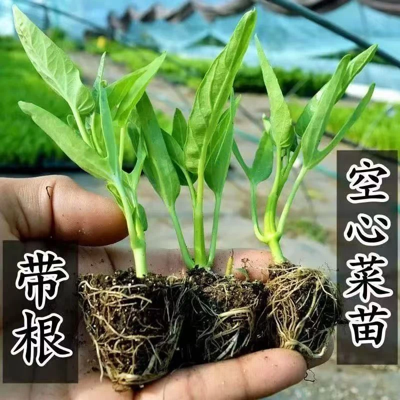 【空心菜苗】反复多次采收15到20可采收一茬好吃好养绿植盆栽地
