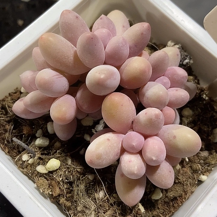 多肉植物汤圆972多肉