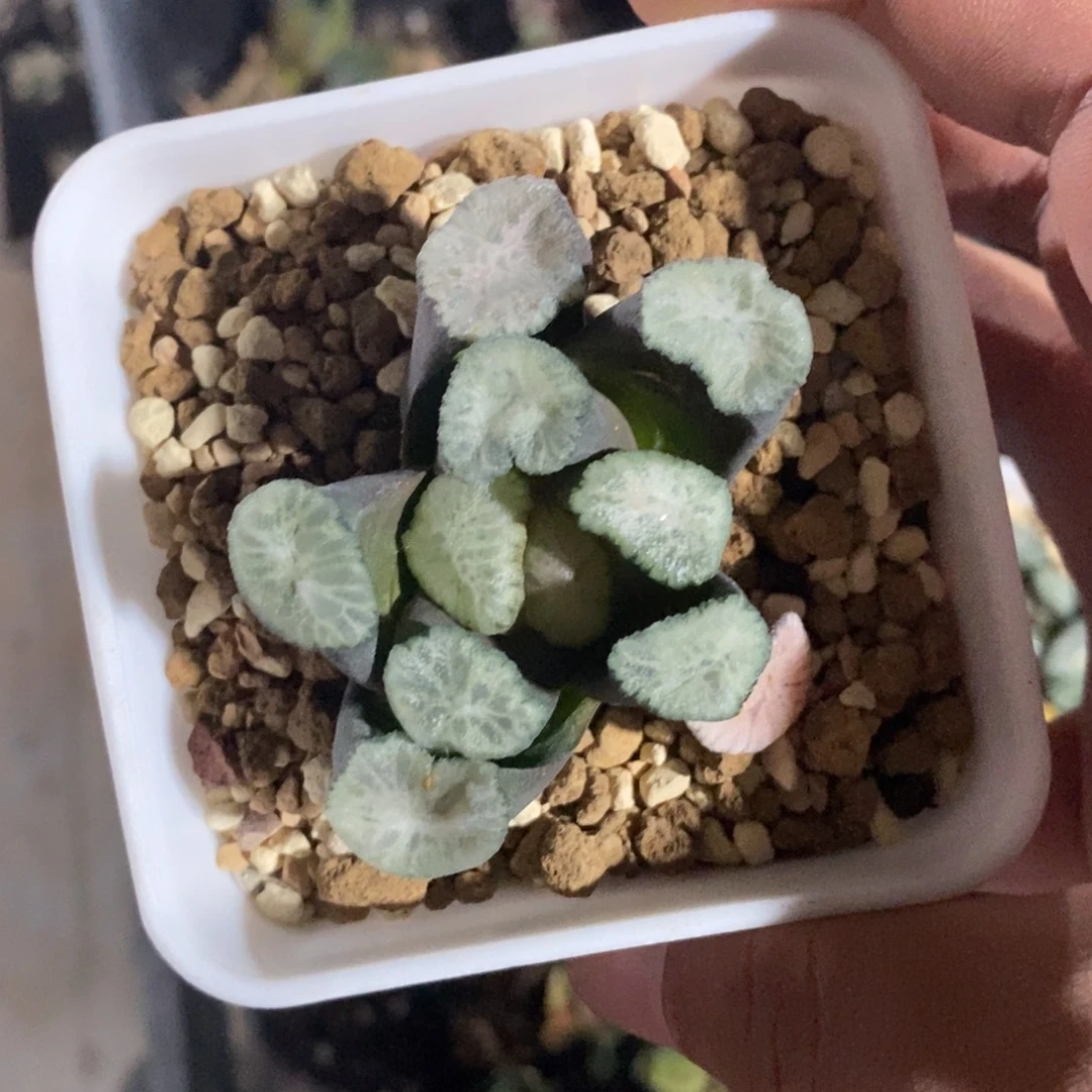 周***周1175 一颗万象 超级福利