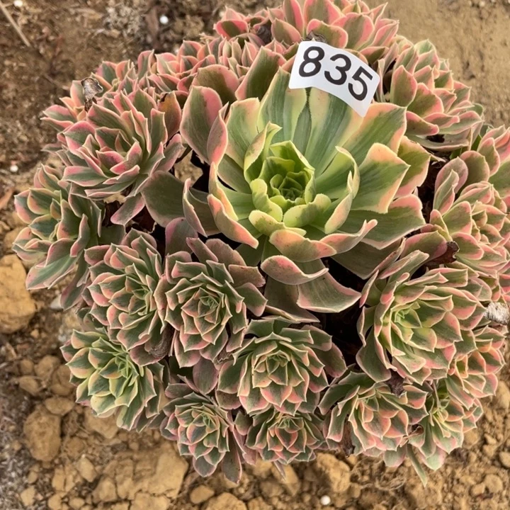 无花朵835对肉植物女妖