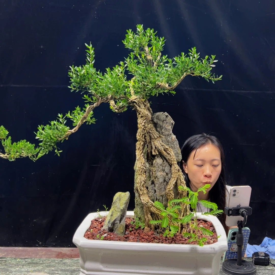 无花朵广东黄杨四季常青