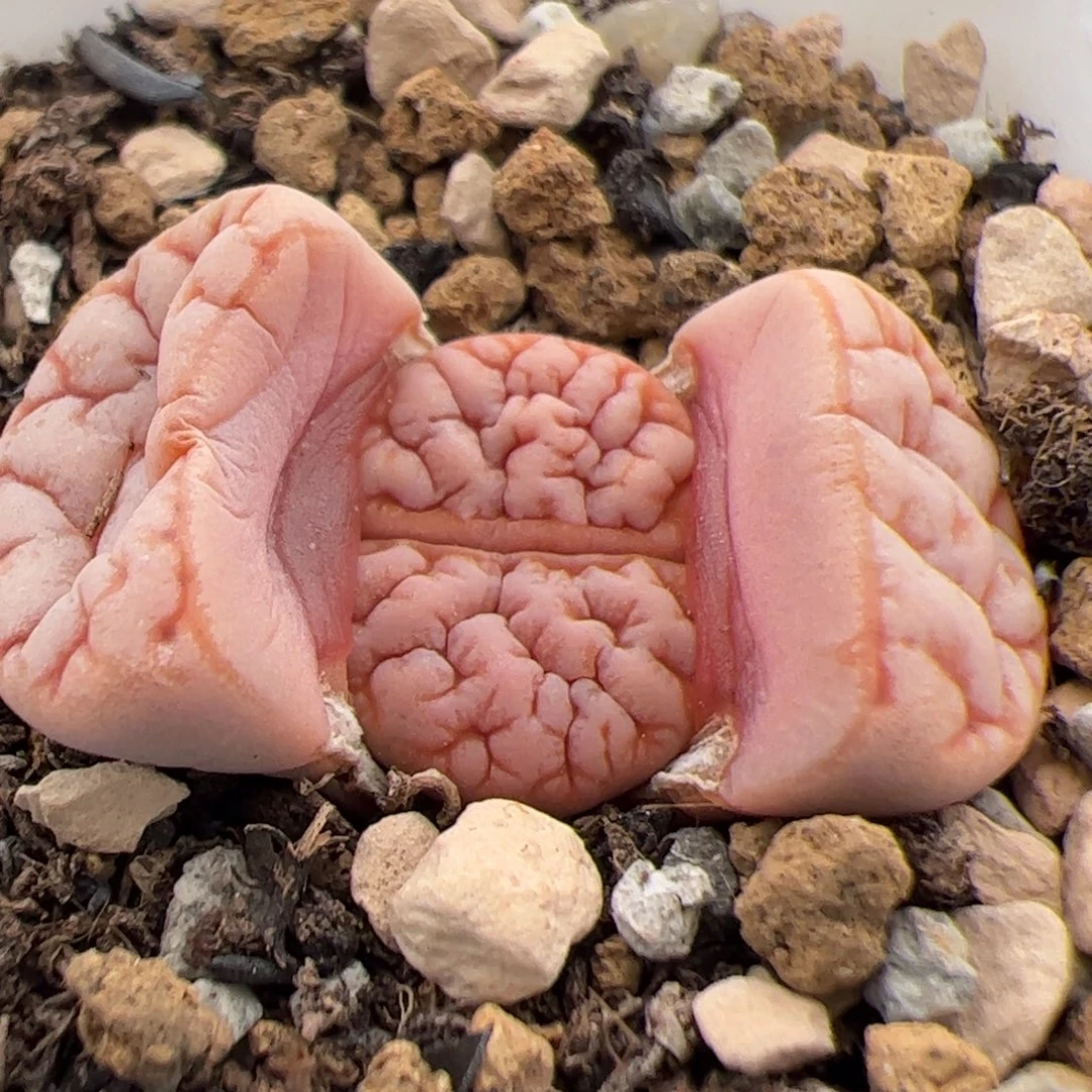 咩***咩0238号拿铁189 多肉植物