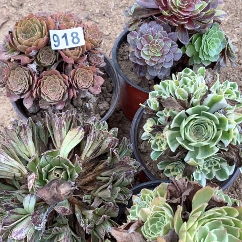 彳***余花月夜碧火迈巴赫918