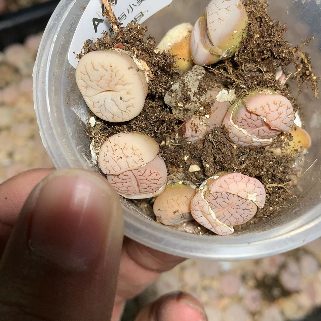 ?****呵A49多肉植物保护