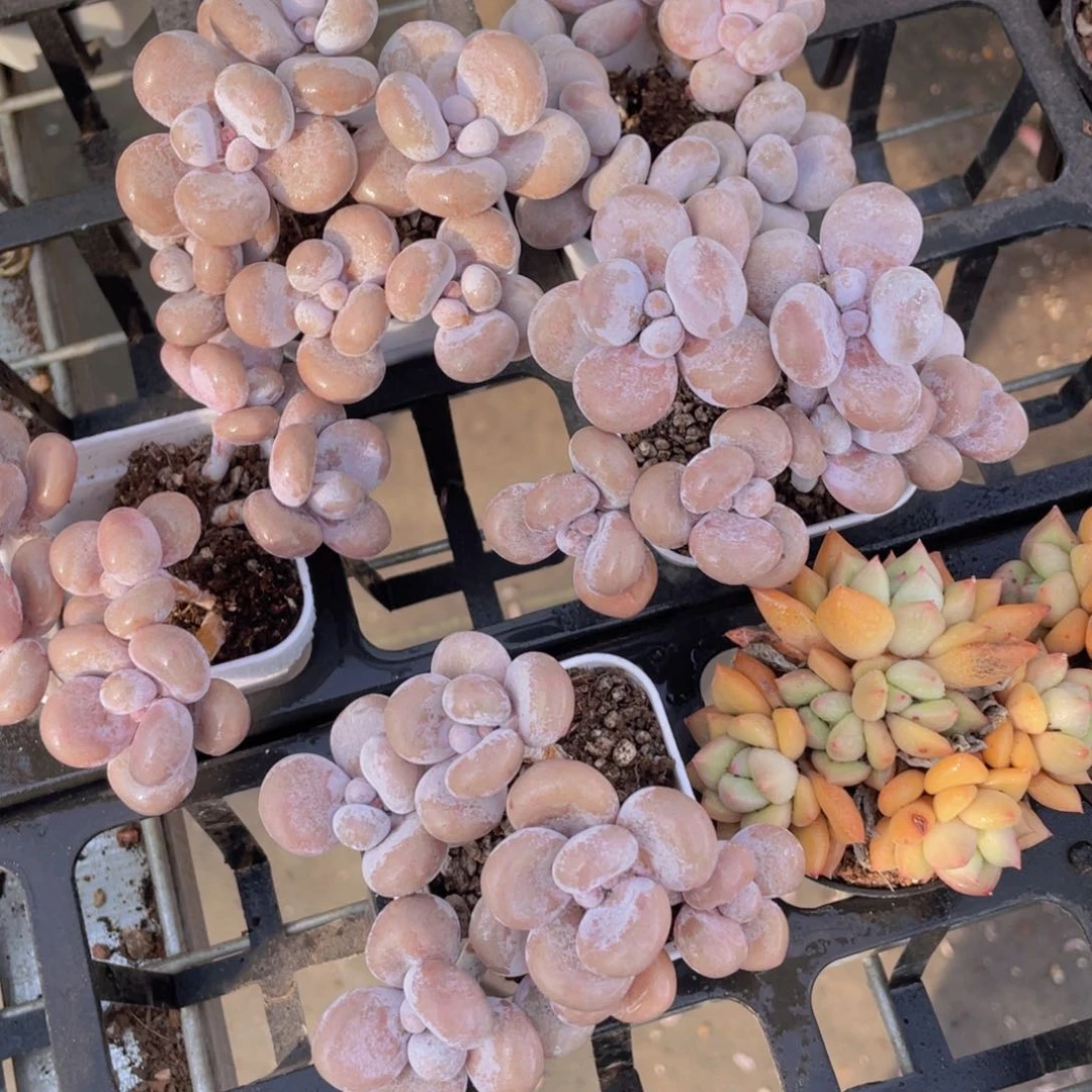 1281号 老桩原始奶酪拼盘六头