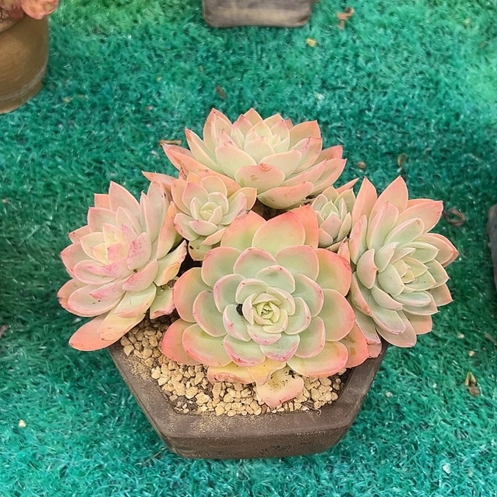 丝绸面纱，，，，，，，，，，，，