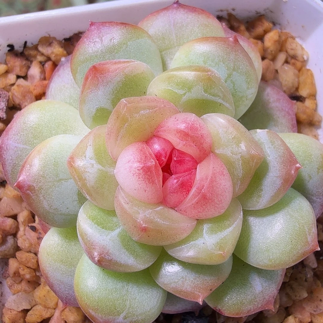 琴心单头一物一拍