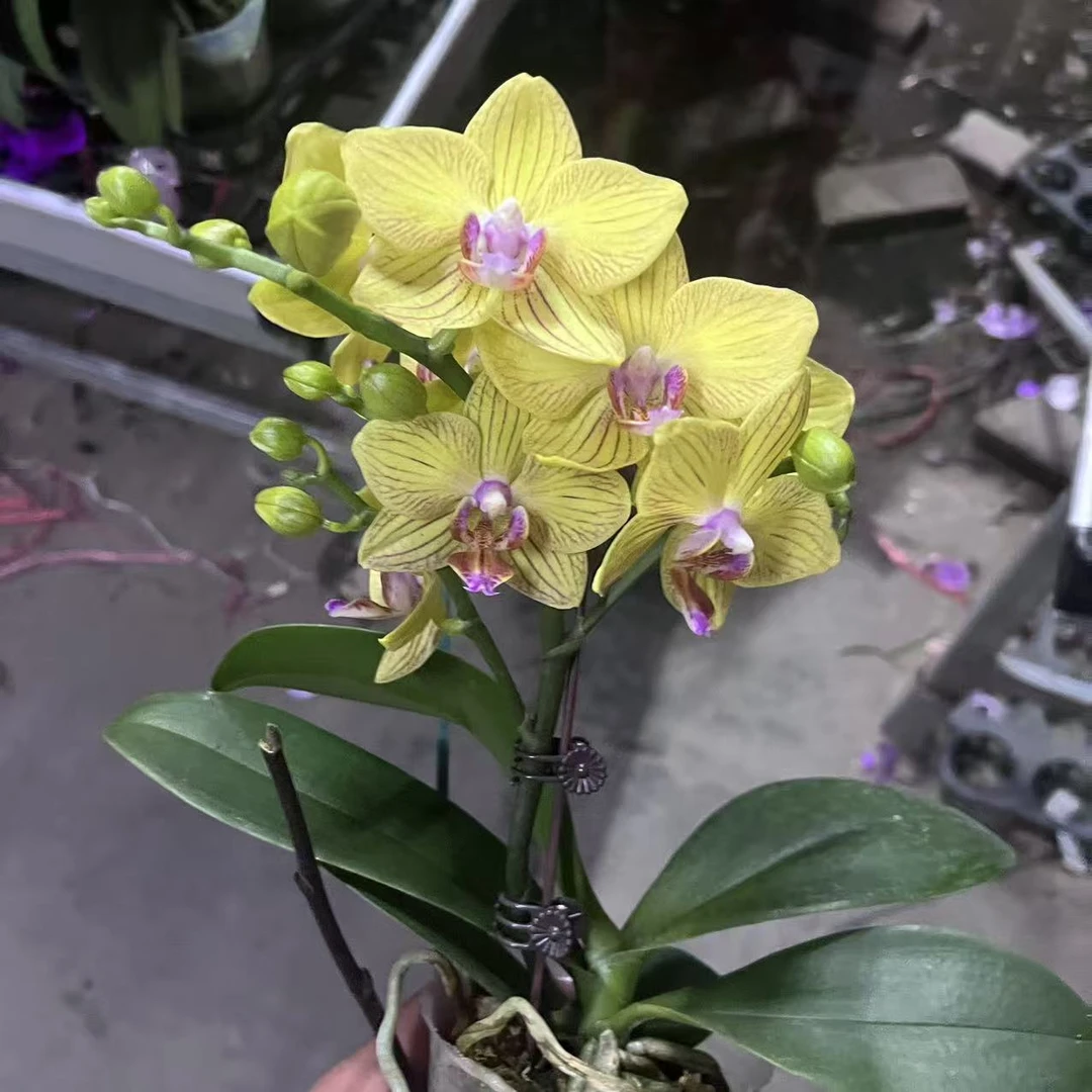 蝴蝶兰【香菠萝】单花剑 带花苞 室内花花 广州基地直发