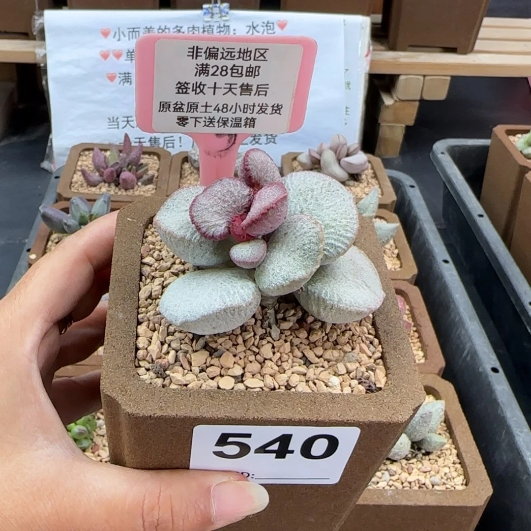 540圣姬多肉植物多肉