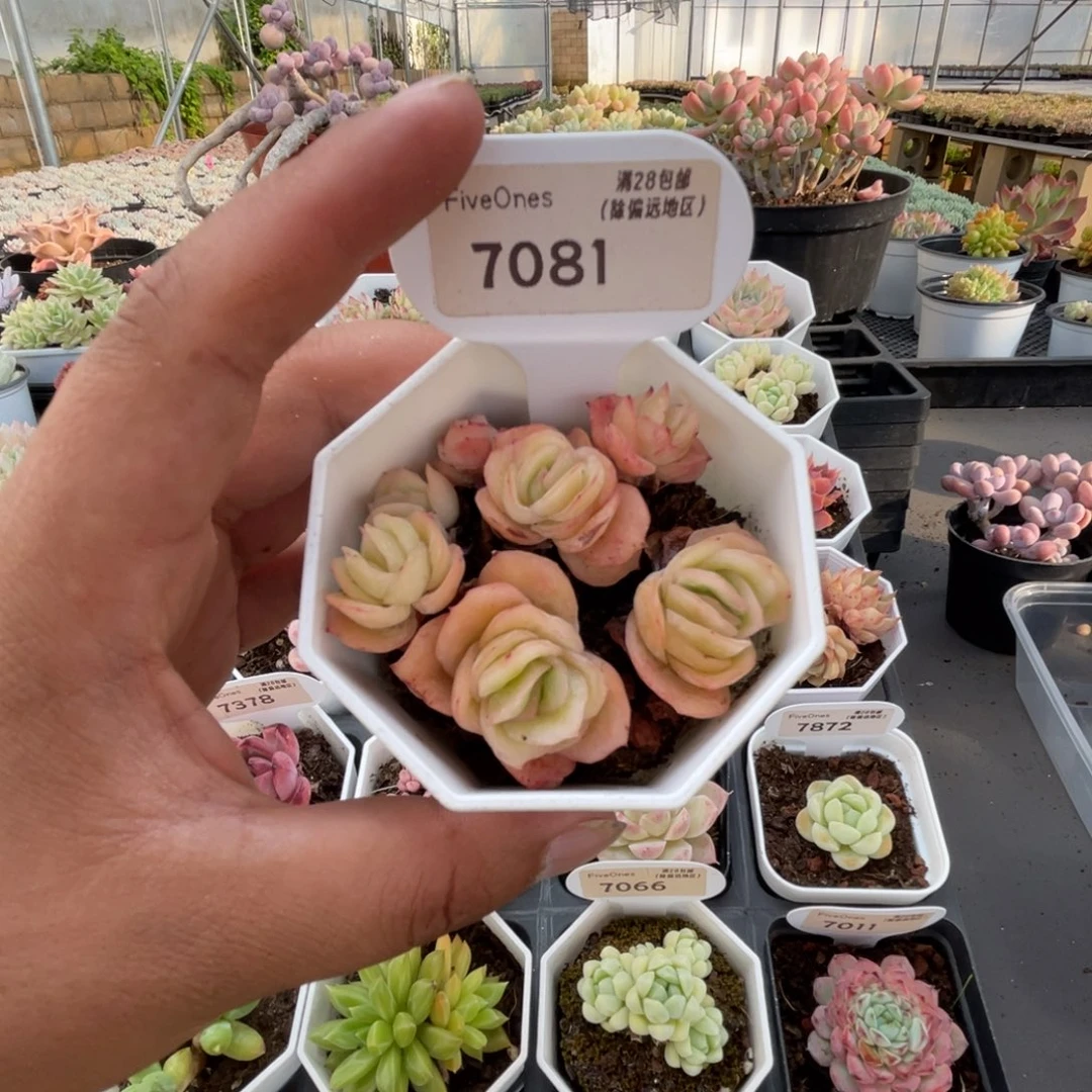 7081冰玫瑰5.0厘米
