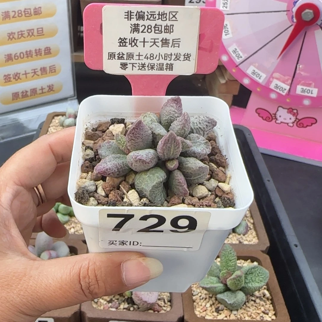 729融化纹猪肝多肉植物