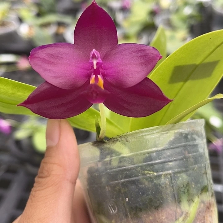 大部分开放少量花苞2.5寸杯BKH2243夜暗紫