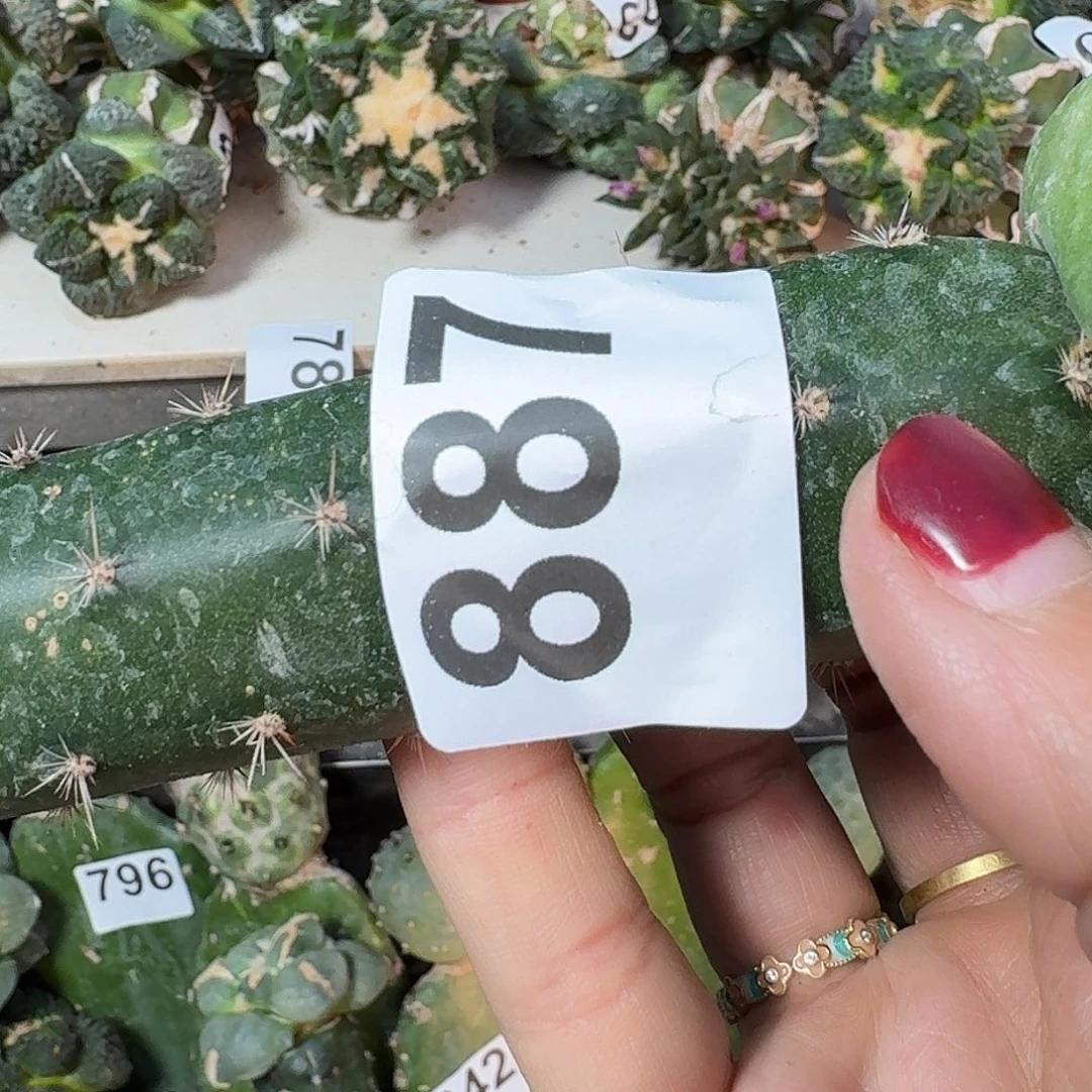 无花朵肌肉感大尤牡丹887