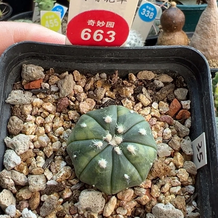 实生花斑指纹兜锦2.8cm