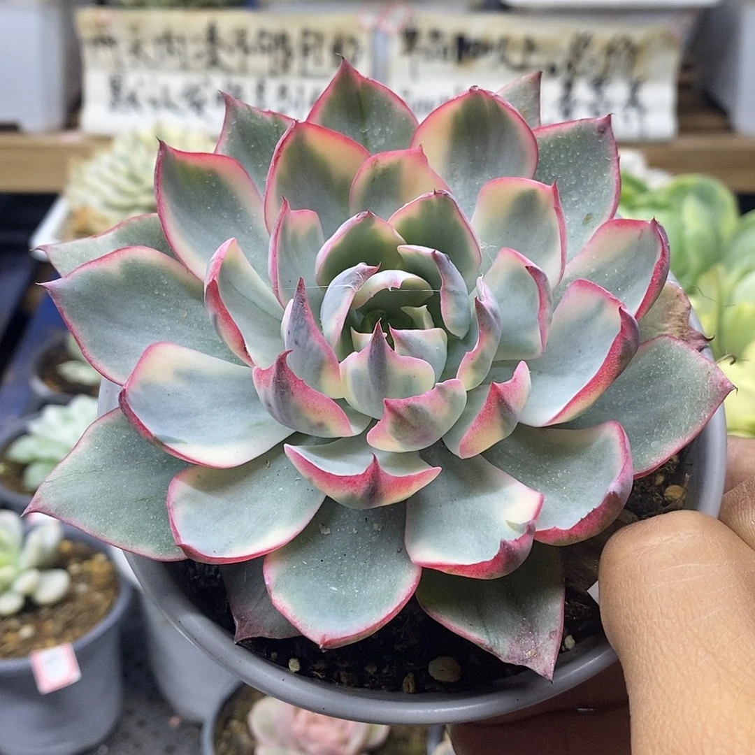 1490 大阿美星覆轮锦