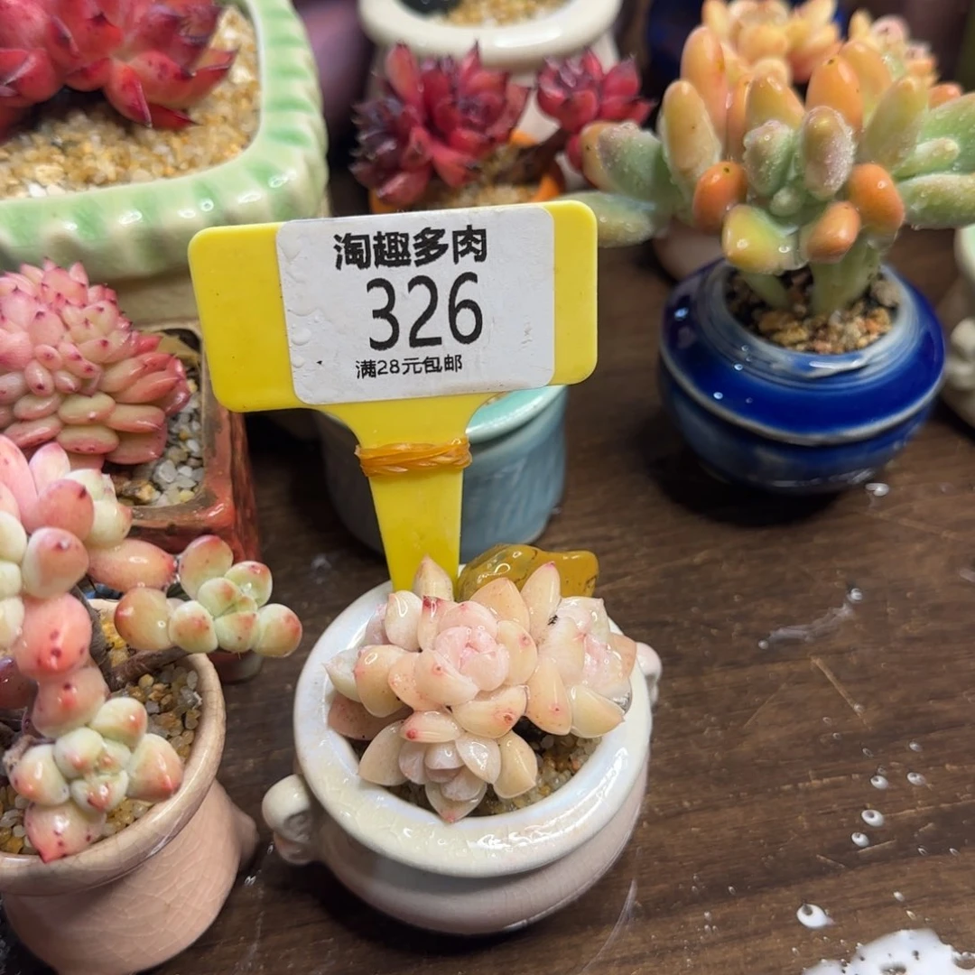 喵多肉植物玉蝴蝶单丛生