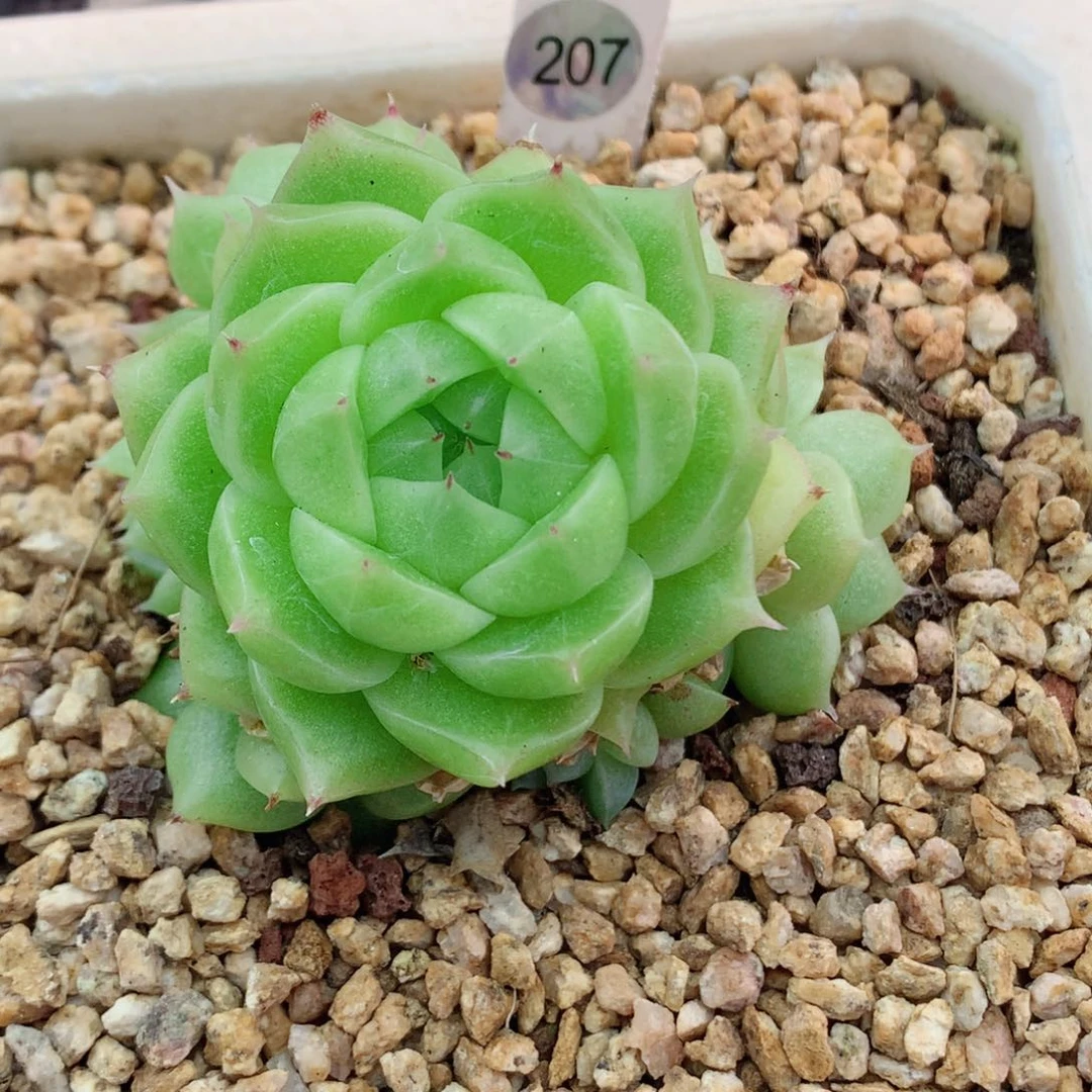 麦秆58包邮  群生不包整207