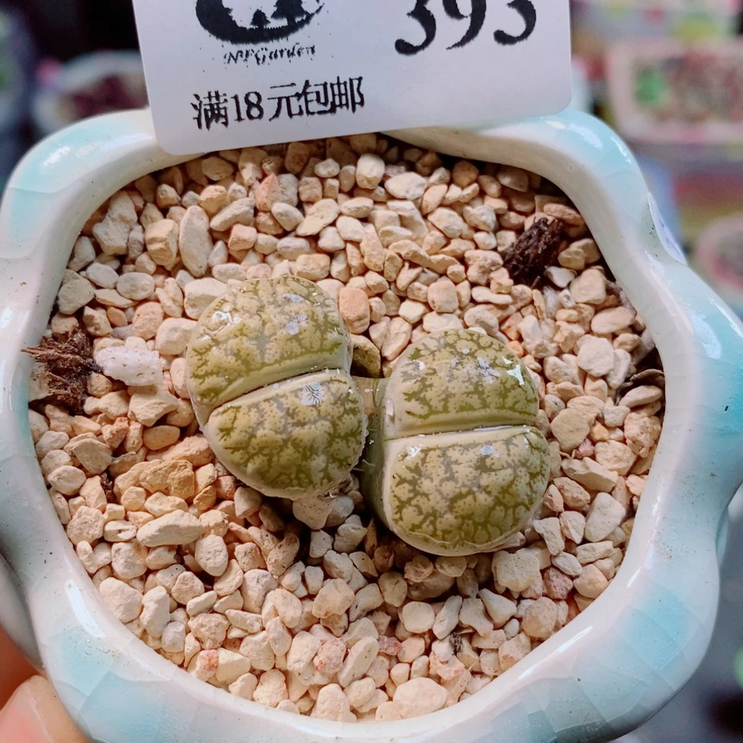 生石花花花花花花花393