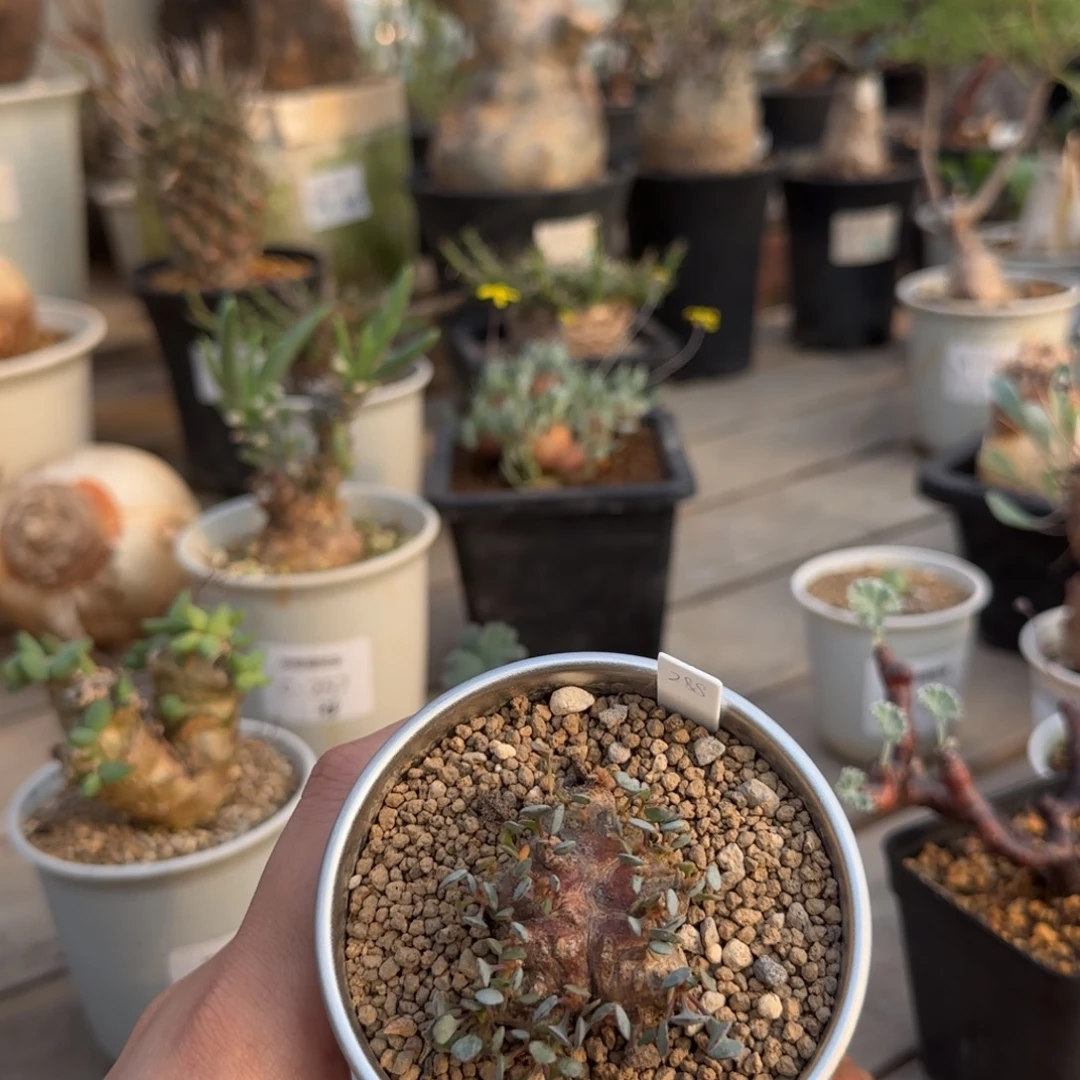 288熔岩格加不带盆