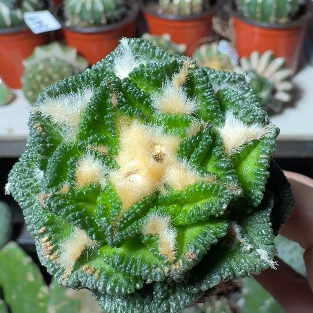 【闪购商品】无花朵福利苗接辛顿牡丹620