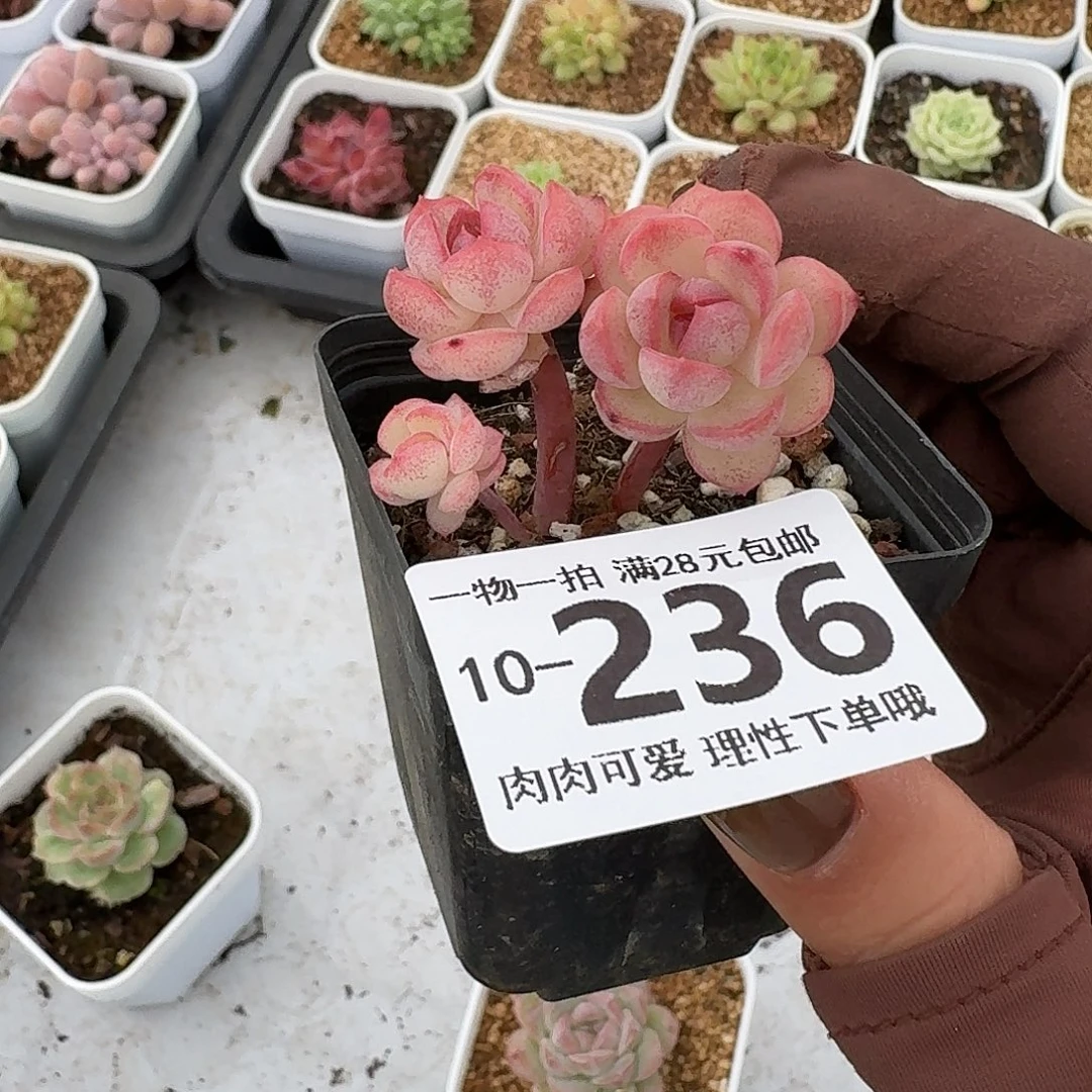 琴心无盆土发货无盆土无