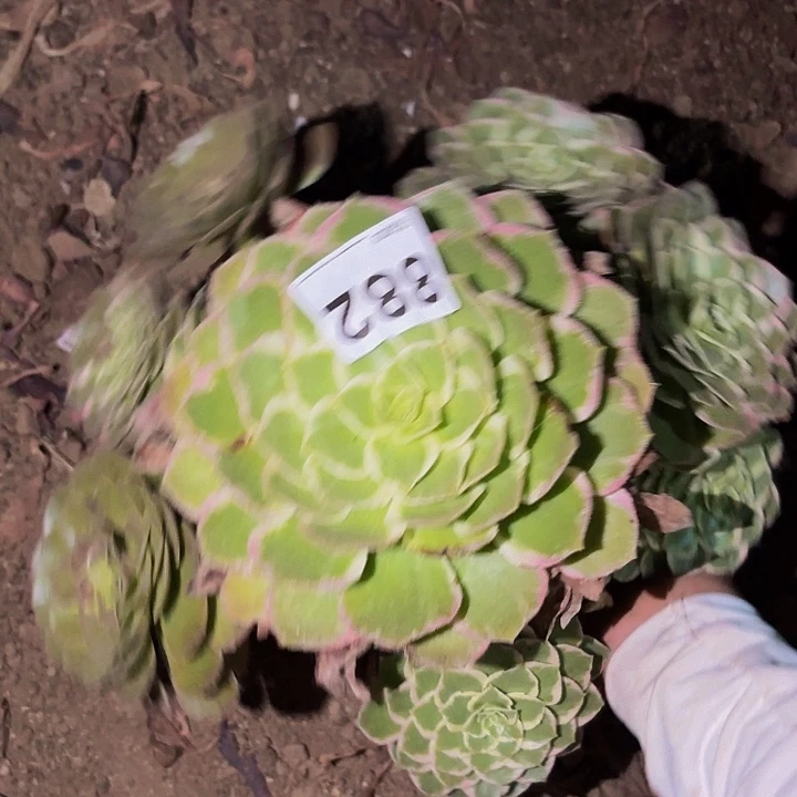 882万花筒多肉植物不售后