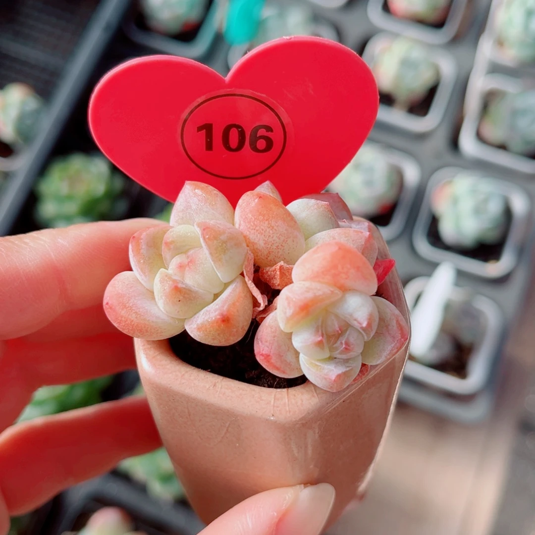 106号小老桩冰玉群