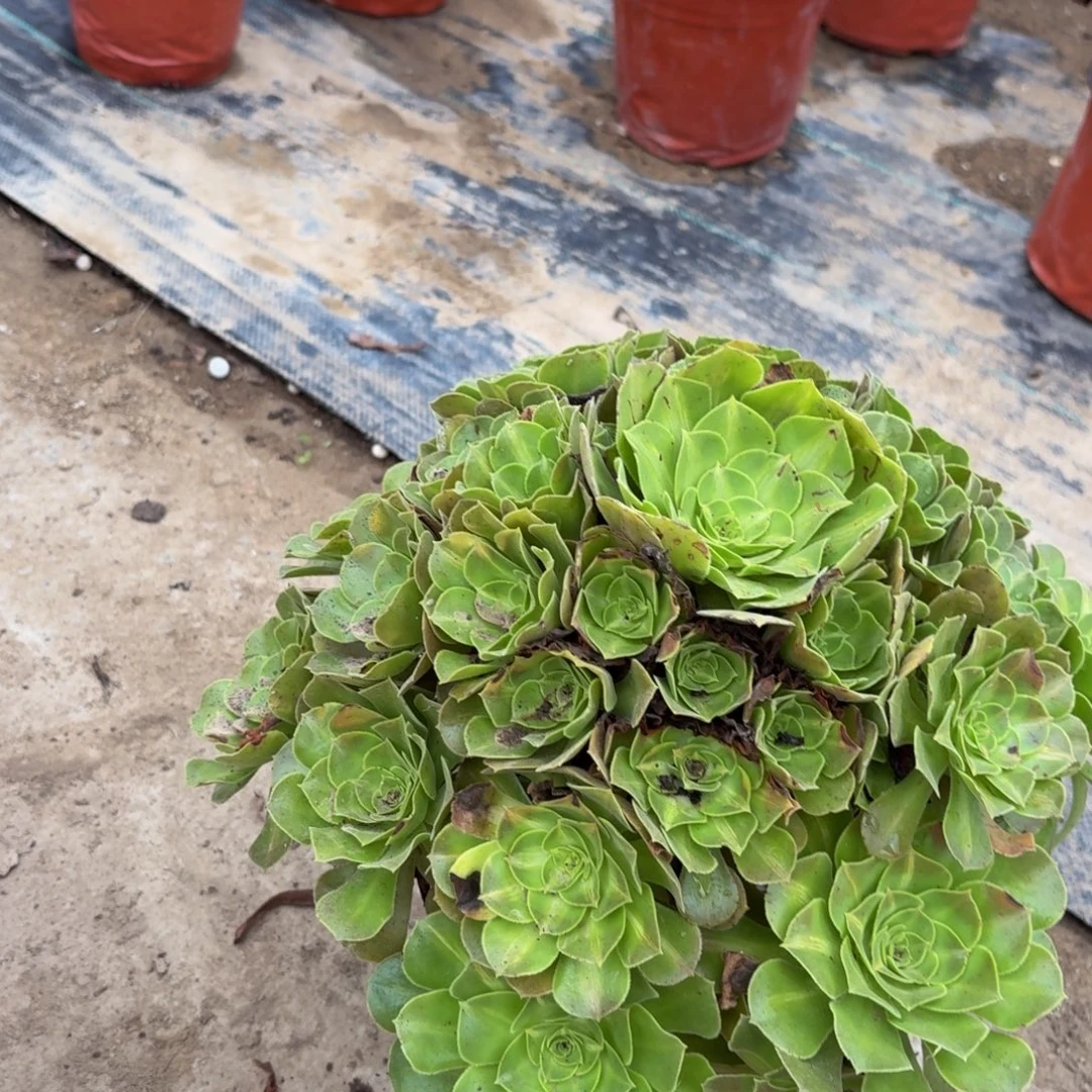 850多肉植物捧花的