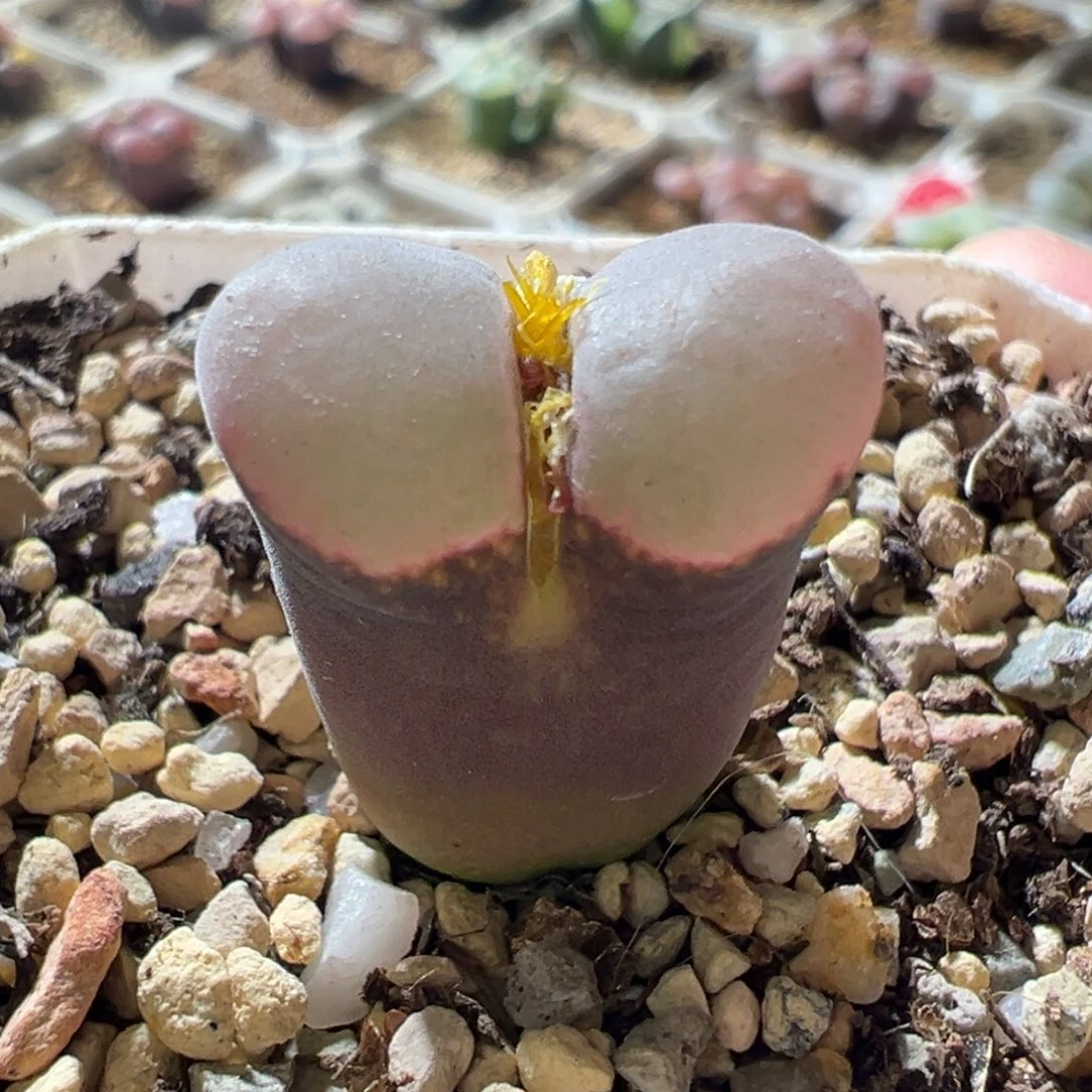 紫体粉窗 翻窗好看14