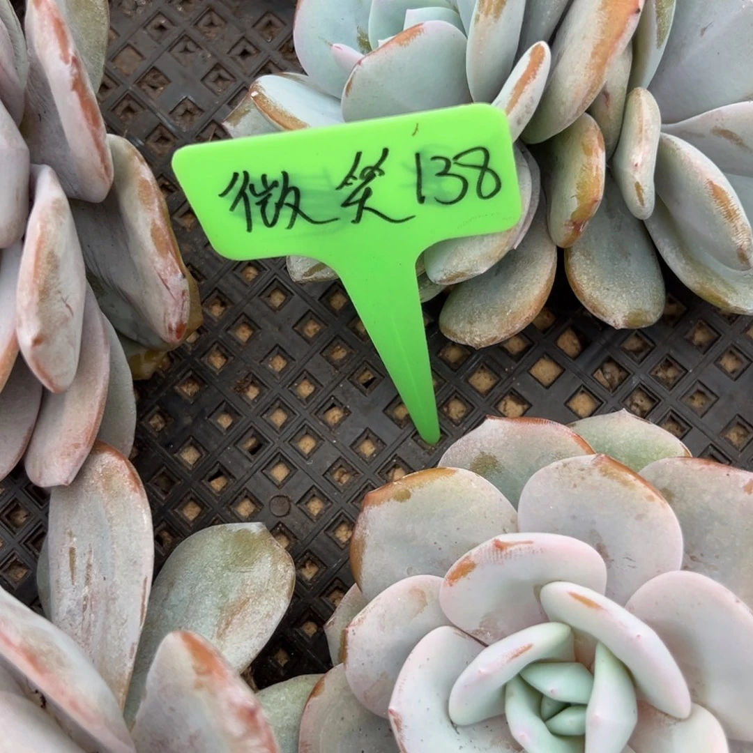 微笑 138。