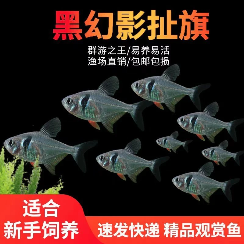 黑幻影扯旗鱼草缸热带观赏鱼活体好养群游小型宠物鱼