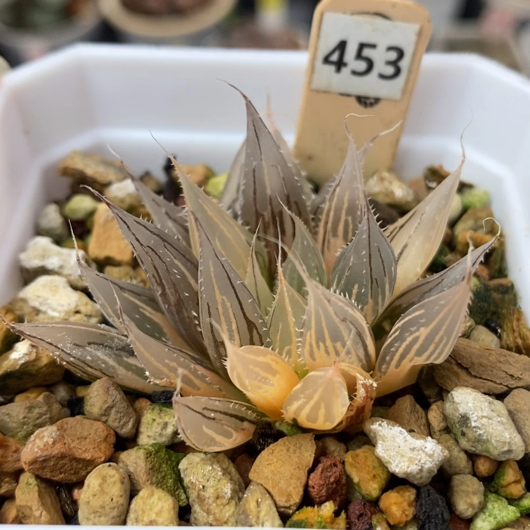 453大卫针管锦一物一拍
