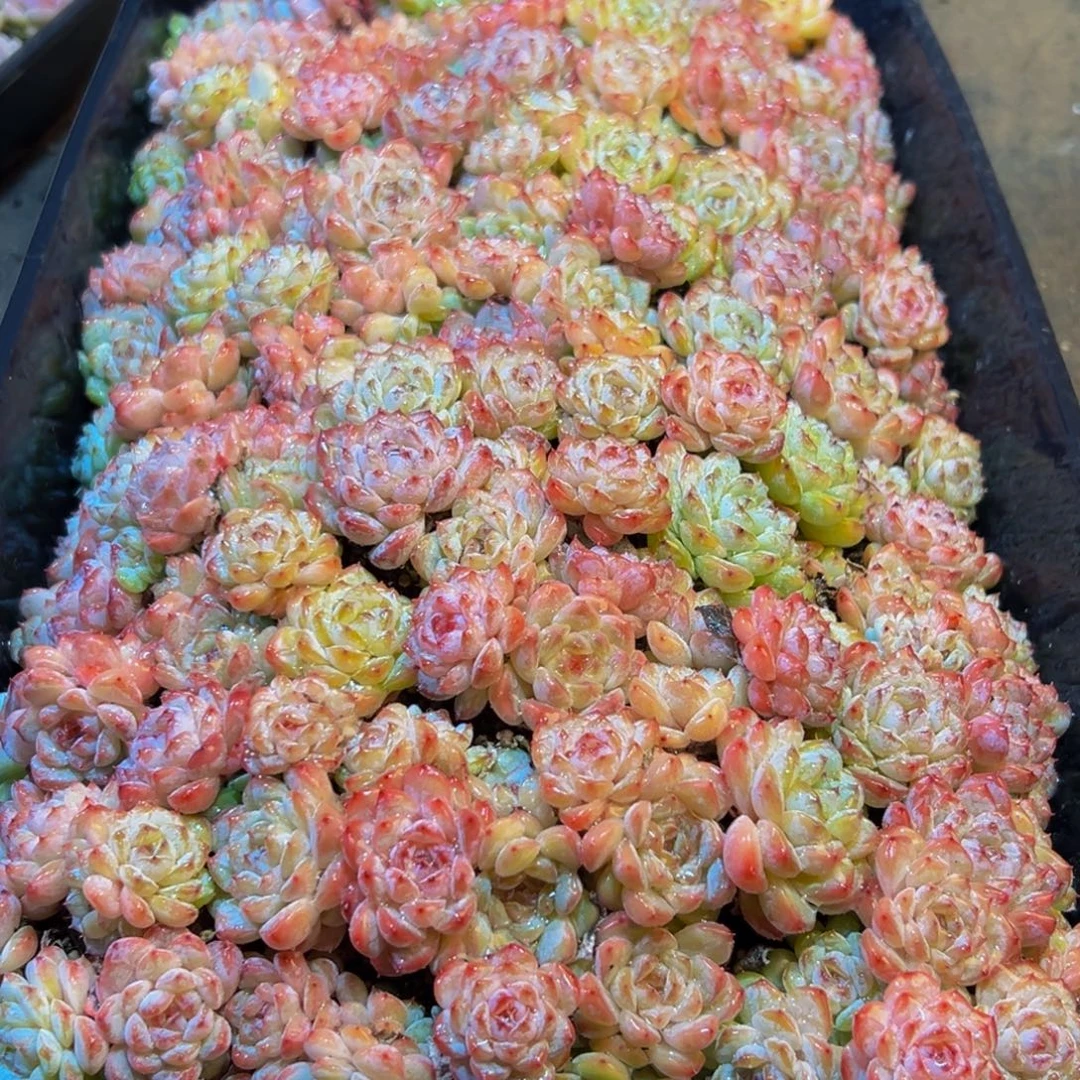 856多肉葡萄的味道是真的很好吃的