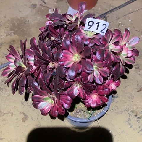 多肉植物法师912香奈儿