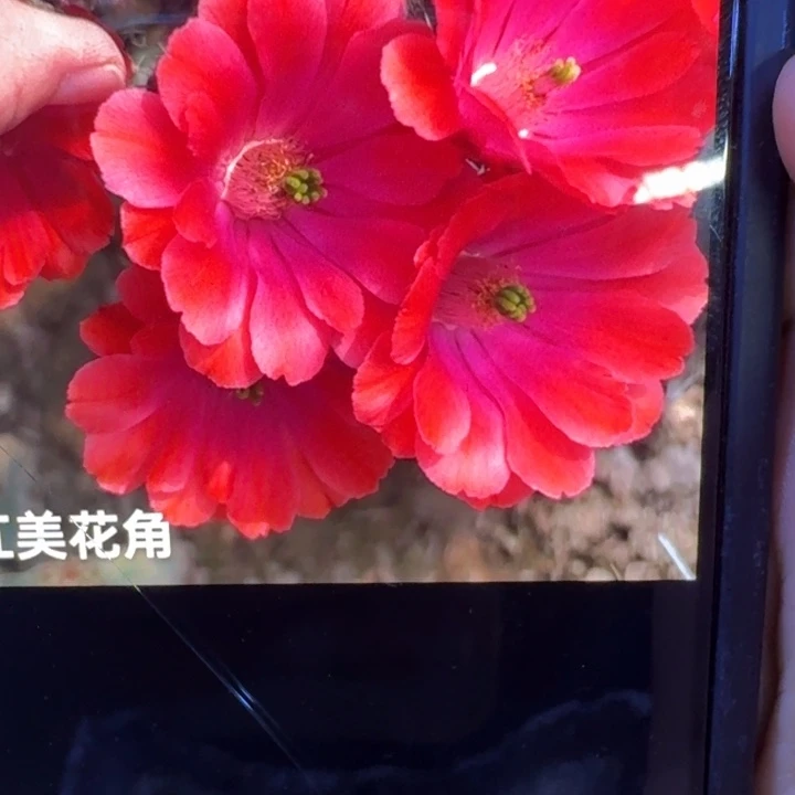 45红美花角5公分左右无根侧牙，20包邮