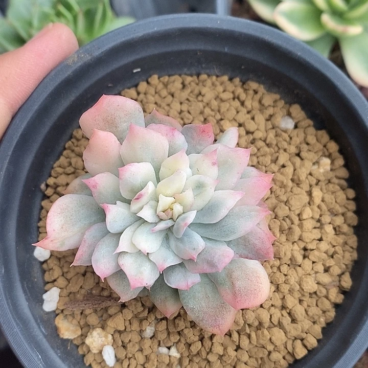、***、蓝安娜火焰杯锦多肉植物