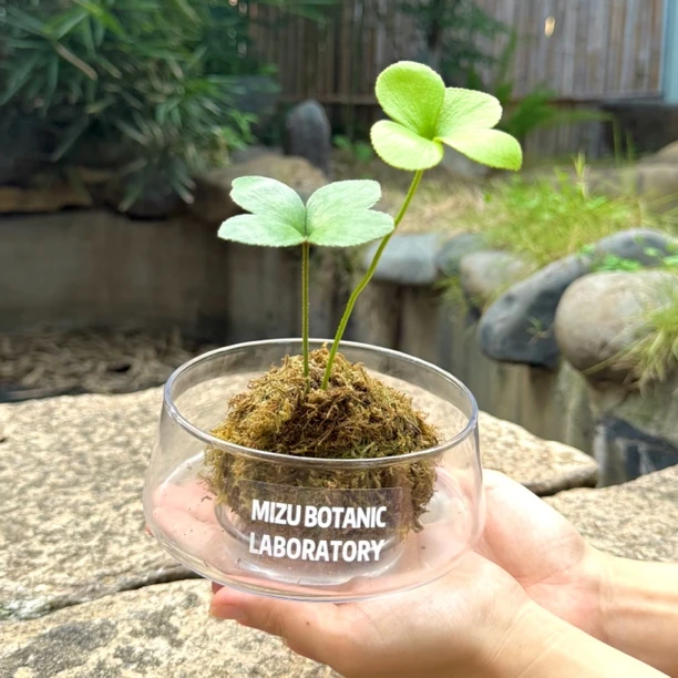 可爱墨西哥铁树苔藓球盆栽室内客厅办公室桌面观叶趣味花卉绿植